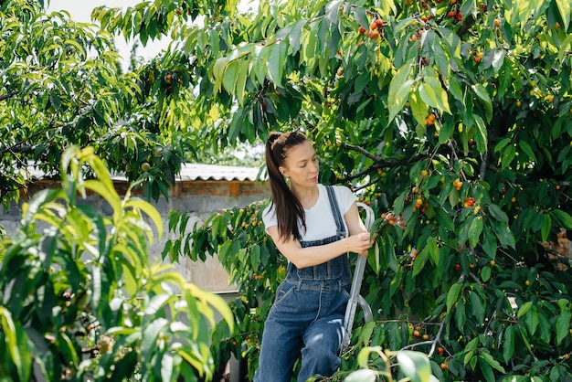 Uma jovem bonita em uma escada de macacão coleta cerejas maduras no jardim em um dia de verão.