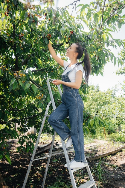 Uma jovem bonita em uma escada de macacão coleta cerejas maduras no jardim em um dia de verão.