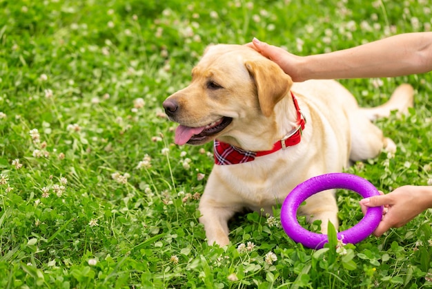 Uma jovem brinca com um anel de brinquedo com um cachorro labrador na grama