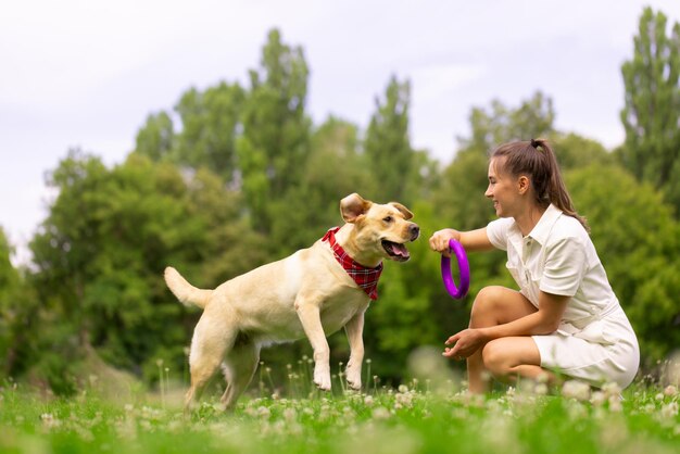 Uma jovem brinca com um anel de brinquedo com um cachorro labrador na grama