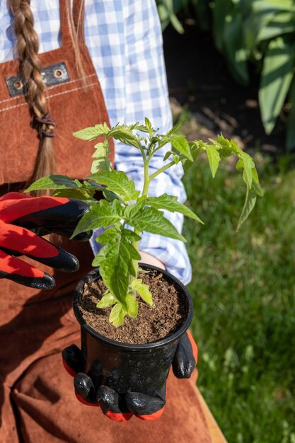 Uma jovem de aparência europeia em luvas de borracha vermelha segura uma muda de tomate cereja nas mãos em ângulo próximo