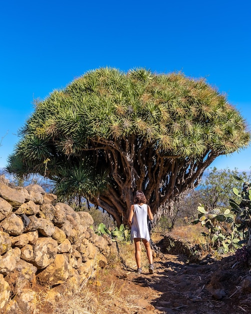 Uma jovem em uma árvore de dragão gigante na trilha de Las Tricias Garafia