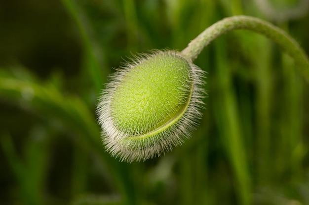 Uma jovem flor em botão de papoula verde