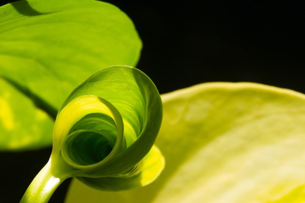 Uma jovem folha verde contornando-se com foco superficial