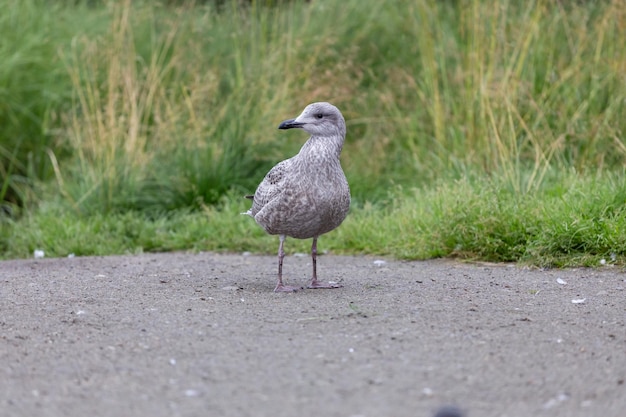 Uma jovem gaivota europeia Larus argentatus fica no chão perto da grama