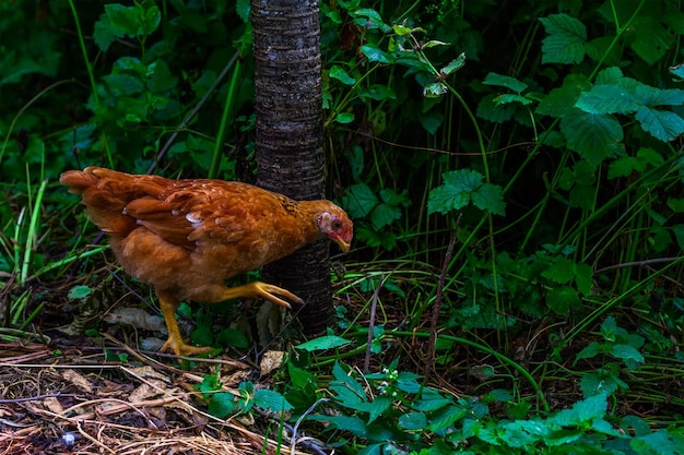 Uma jovem galinha marrom pasta no jardim em uma manhã de verão