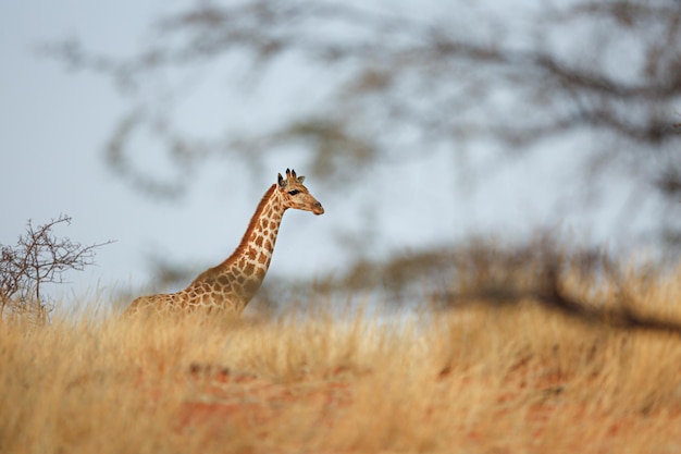 Uma jovem girafa no deserto de kalahari, namíbia