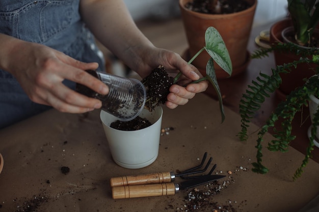 Uma jovem na cozinha está transplantando plantas verdes caseiras em vasos