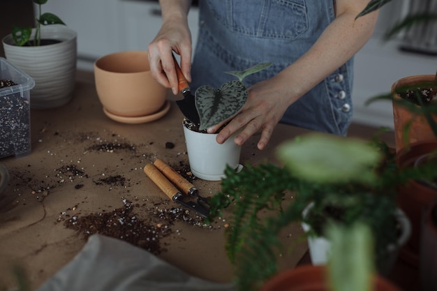 Uma jovem na cozinha está transplantando plantas verdes caseiras em vasos