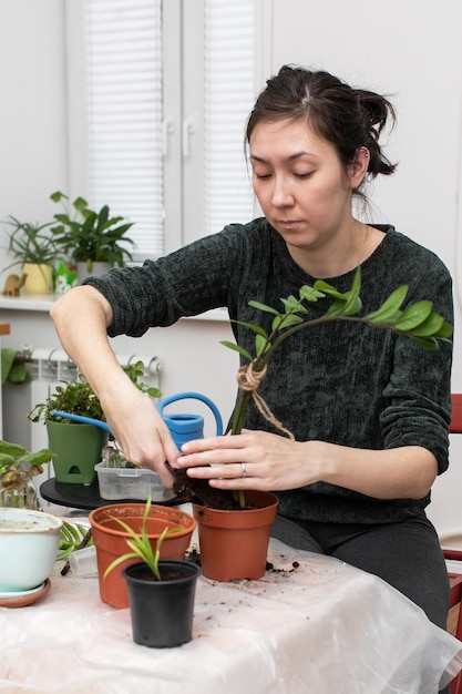 Uma jovem transplanta plantas de interior na sala de um apartamento