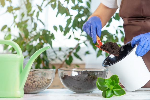 Uma jovem transplante plantas em outro pote em casa. ferramentas de jardinagem em casa.