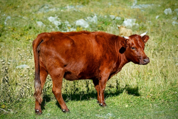 Uma jovem vaca marrom, um lindo touro pastando em uma fazenda entre a grama verde no verão. Grande bezerro vermelho, novilha, gado em uma pastagem de primavera.