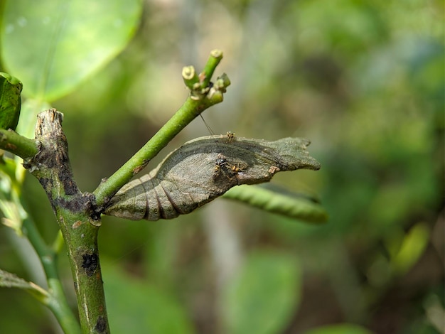 Uma lagarta em um galho com uma folha verde