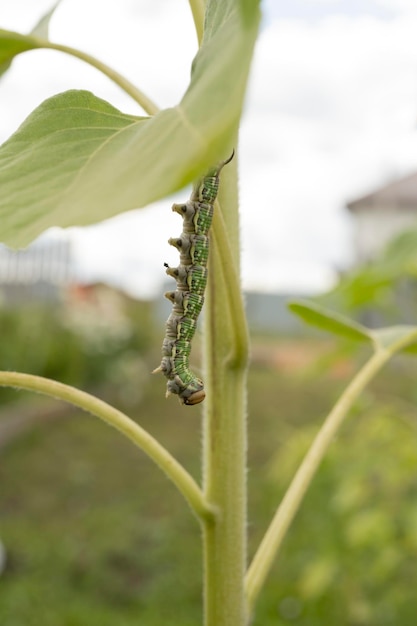 Uma lagarta verde rasteja sobre uma planta