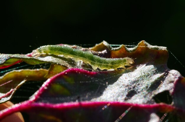 Foto uma lagarta verde senta-se em uma flor.