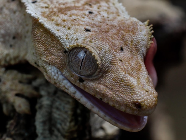 Foto uma lagartixa com a língua de fora