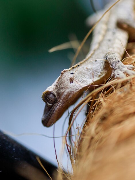 Foto uma lagartixa com um coco na boca