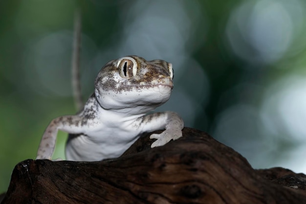 Foto uma lagartixa em um galho com fundo desfocado