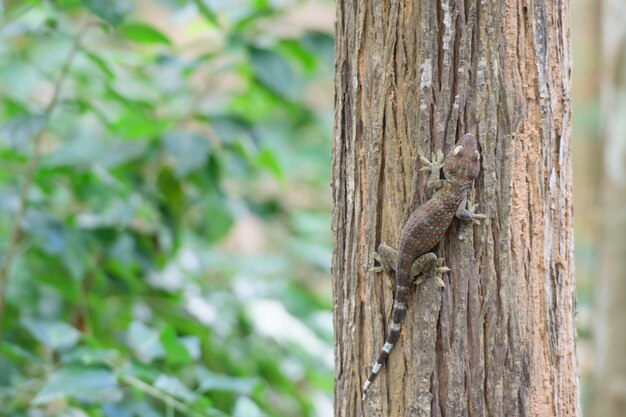 Uma lagartixa empoleirada em uma árvore