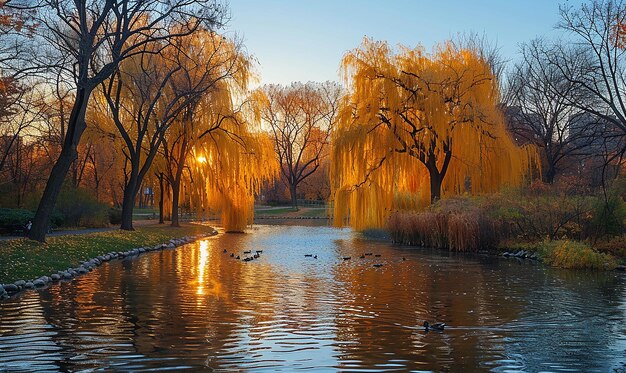 Uma lagoa com patos a nadar e patos a natação.