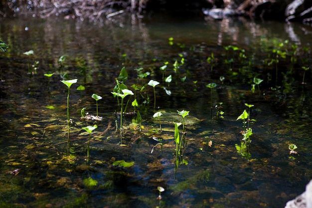 Uma lagoa com plantas aquáticas e as folhas são verdes.