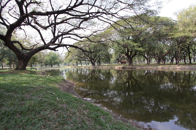Foto uma lagoa no parque com árvores e uma árvore em primeiro plano