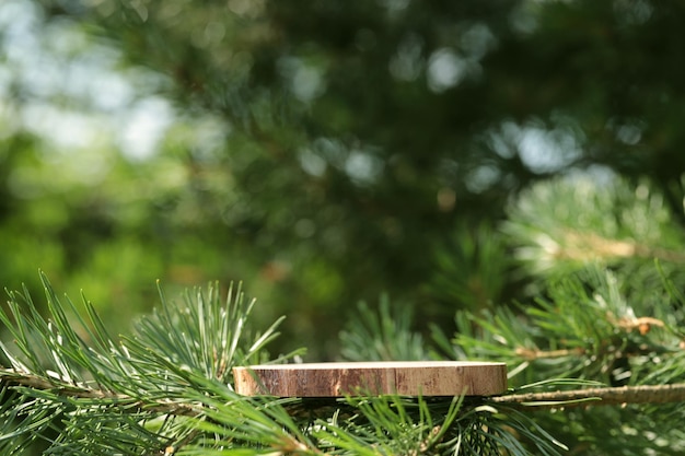 Uma laje de madeira esculpida redonda encontra-se nos ramos de abeto, pinheiro, suporte para um objeto, bokeh