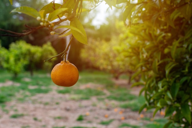 Uma laranja pendurada em um galho de árvore em um dia ensolarado