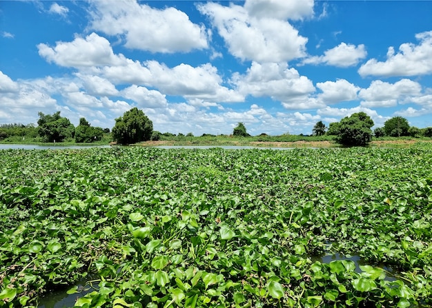 Uma legião de jacintos de água domina toda a área do rio é um sintoma de poluição da água
