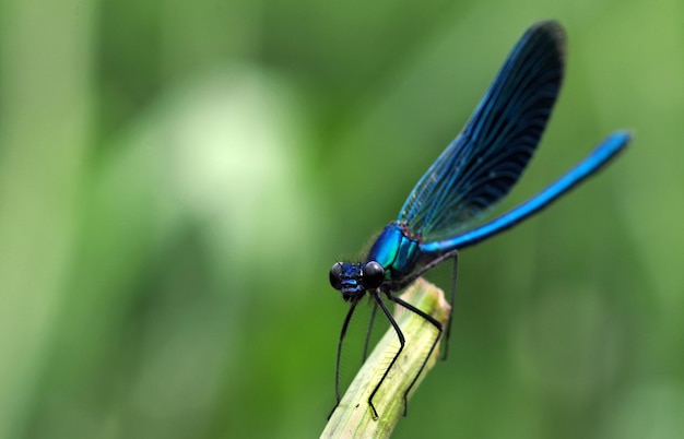 Uma libélula azul está em uma vara com um fundo verde.