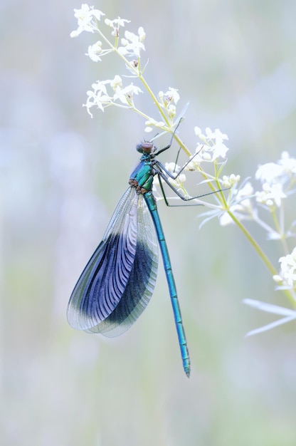 Uma libélula Calopteryx splendens está em uma flor com flores brancas