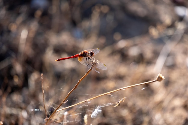 Uma libélula darter comum Sympetrum striolatum descansando no dia ensolarado do sol