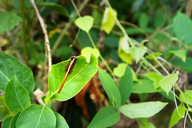 Uma libélula empoleirada em uma folha verde.