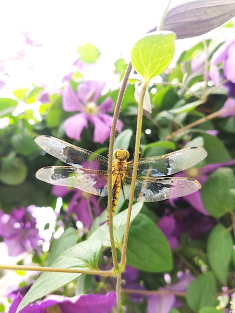 Foto uma libélula está sentada em uma planta com flores roxas