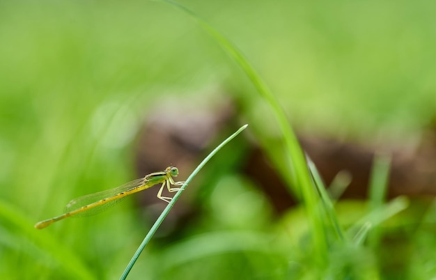 Uma libélula verde senta-se em uma folha de grama.