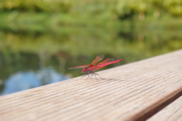 uma libélula vermelha fazendo sua parada em um banco ao lado de um lago