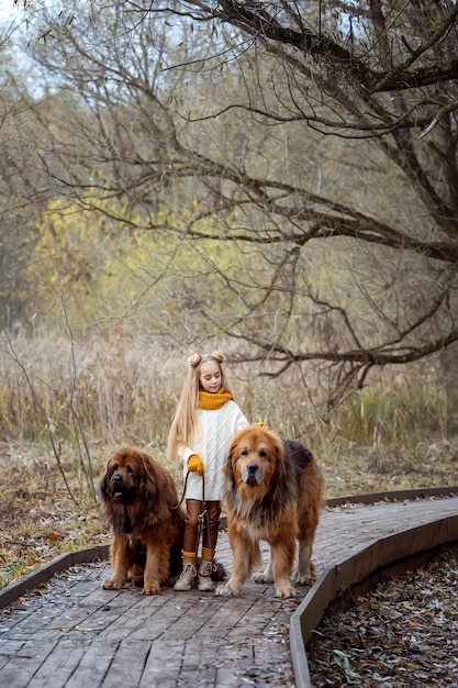 Uma linda adolescente caminha com cães Mastiff tibetanos e brinca juntos ao ar livre O melhor amigo do homem