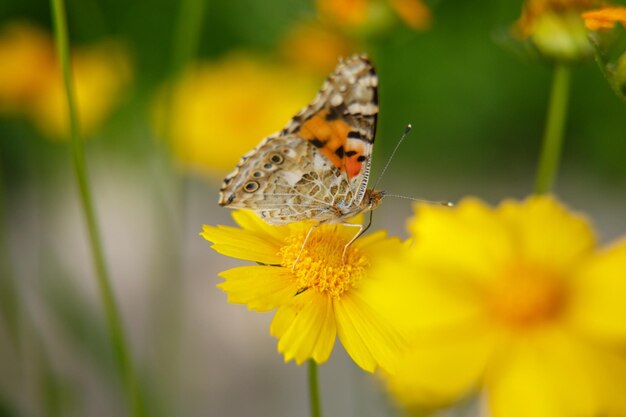 Uma linda borboleta bebe néctar de uma flor amarela em um foco seletivo de macrofotografia de dia ensolarado com baixa profundidade