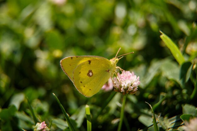 Uma linda borboleta bebe néctar de uma flor rosa em um foco seletivo de macrofotografia de dia ensolarado com um pequeno aperto