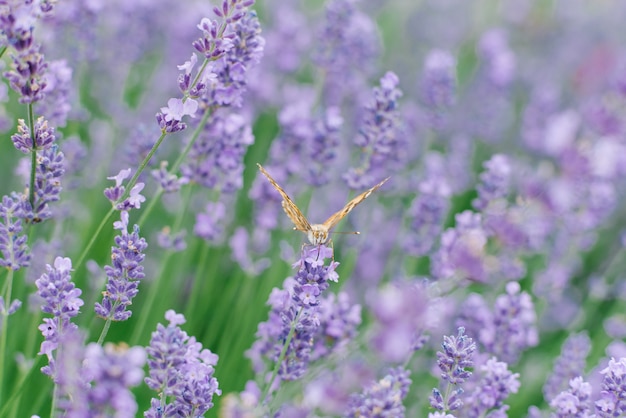 Uma linda borboleta bebe néctar em uma flor de lavanda em um campo de lavanda