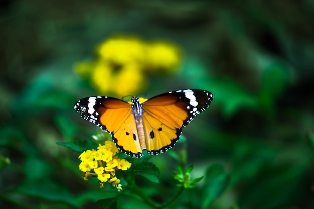 Uma linda borboleta descansando nas flores durante a primavera