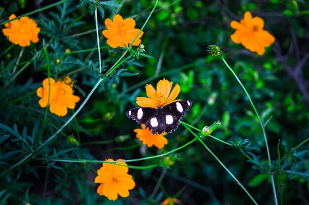 Uma linda borboleta descansando nas flores durante a primavera