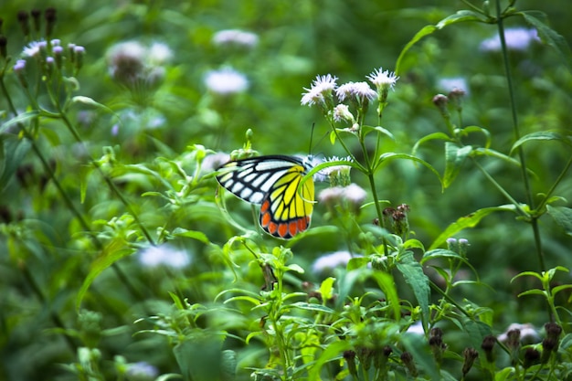 uma linda borboleta jezebel comum Delias eucharis repousa sobre plantas de flores em um parque público