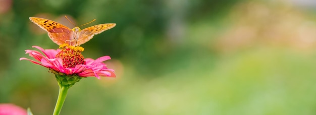 Uma linda borboleta laranja senta-se em uma flor rosa A beleza está na natureza A borboleta bebe néctar e poliniza flores Fundo natural