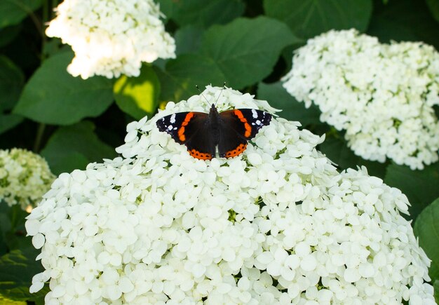 Uma linda borboleta multicolorida senta-se em uma flor de hortênsia branca que floresce. eles crescem no jardim.