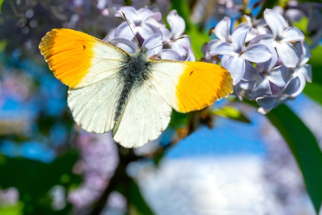 Uma linda borboleta senta-se em uma flor. O inseto poliniza a flor e surge o néctar.