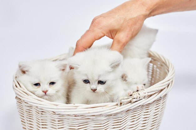 Uma linda chinchila de prata britânica de gatinhos brancos senta-se em uma cesta