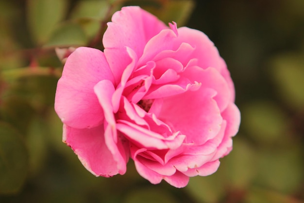 Uma linda e delicada rosa rosa surpreende com sua beleza e ternura e esvoaça como uma borboleta