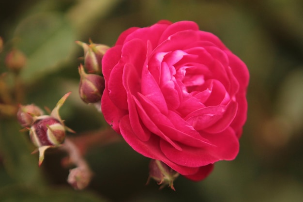 Uma linda e delicada rosa vermelha surpreende com sua beleza e ternura