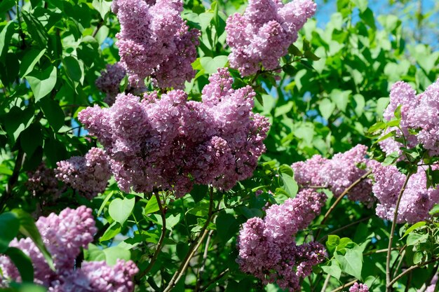 Foto uma linda e exuberante flor de lila num jardim botânico num brilhante e ensolarado dia de primavera